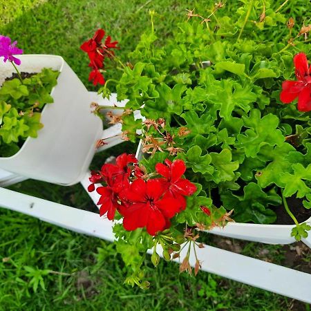 Vila Pushimi Regis Velipojë Εξωτερικό φωτογραφία